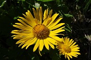 47 Doronico del granito (Doronicum Clusii)